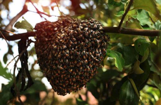 Bee Hive Removal