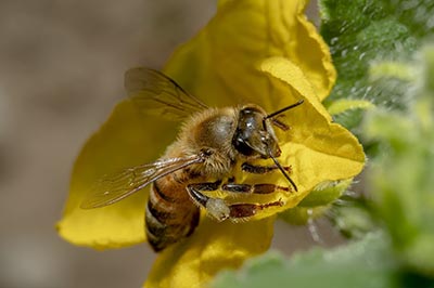 Beekeeper